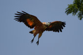 Black-collared hawk