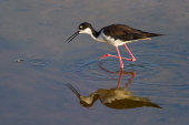 Black-necked stilt