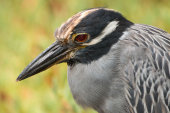 Yellow-crowned night heron