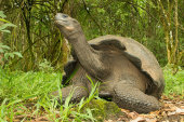 Giant tortoise