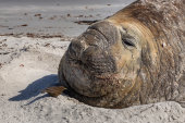 Southern elephant seal