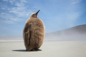 King penguin