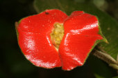 Hotlips