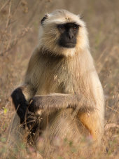 Hanuman langur