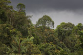 Tropical rainforest