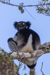 Indri