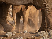 Baby African elephant
