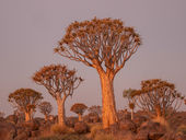 Quiver Tree Forest