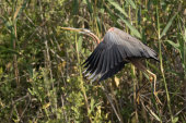 Purple heron