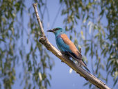 European Roller