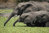African elephants