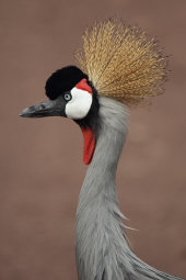 Grey crowned crane