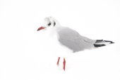 Black-headed gull