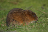 Water Vole