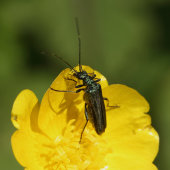 Thick-legged flower beetle