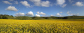 Cherhill Down panorama