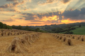 Stooks, Box