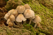Bonnet fungus