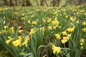 Wild Daffodils
