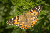 Painted lady