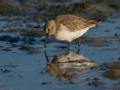 Dunlin