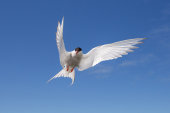 Arctic tern