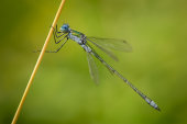 Emerald damselfly