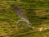 Beautiful demoiselle ovipositing