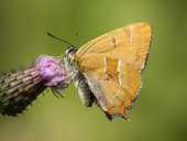 Brown hairstreak
