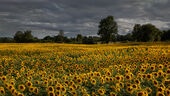 Sunflowers, Maud Heath's Causeway