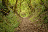 Holloway, Gopher Wood