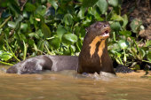 Giant otter