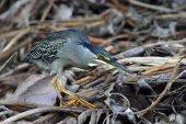 Striated heron
