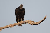 Black vulture