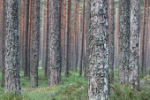 Boreal forest