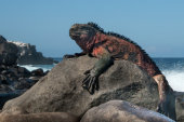 World Reptiles & Amphibians