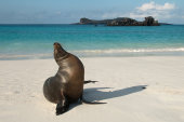 Galapagos sea lion