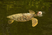 Hawksbill turtle