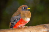 Masked trogon