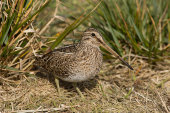 Magellanic snipe