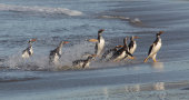 Gentoo penguins