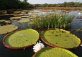 Giant water lily