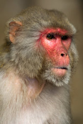 Rhesus macaque