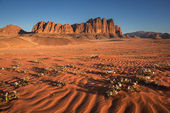 Desert in Bloom, Wadi Rum