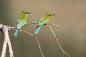 Blue-tailed bee-eaters