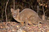 Fosa