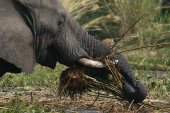 African elephant