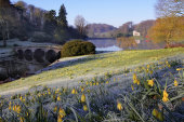 Frosted daffodils