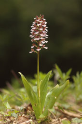 Lady orchid