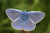 Common blue